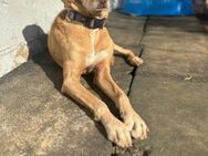 Neron,Labrador-Podenco-Mix sucht Familie - Ratekau