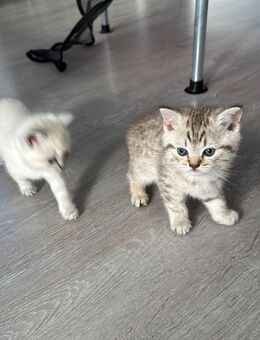 Bhk katze - Moers