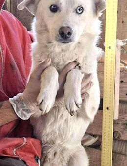 Liviu - freundlich & sozial - Koblenz