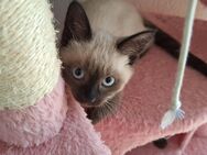 Siamkitten abholbereit - Frickenhausen