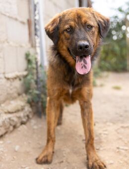 PETER - menschenbezogener, sanfter Rüde - Kallmünz