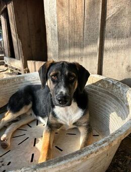 Zuhause/Pflegestelle gesucht für Benno - Miesbach