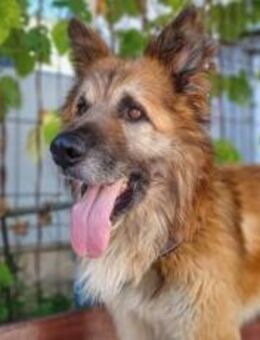 Imposanter Koda sucht Zuhause - München