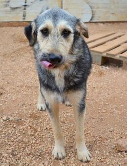 Cooper - coacht jeden Neuankömmling - Mettmann