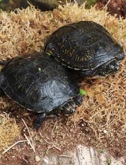 Europäische Sumpfschildkröten - Emys orbicularis - Nachzucht von 2023 - Königslutter (Elm)