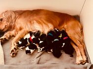 Cockerspaniel/ Münsterländer - Samern