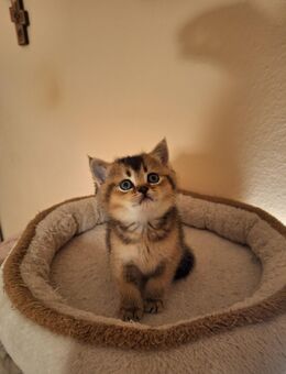 BKH Reinrassige Kitten.(Noch 1 Weibchen) - Ingolstadt