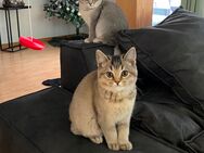 Reinrassige Britisch Kurzhaar-Kitten Lulu und Minzi suchen ein neues Zuhause - Dillenburg