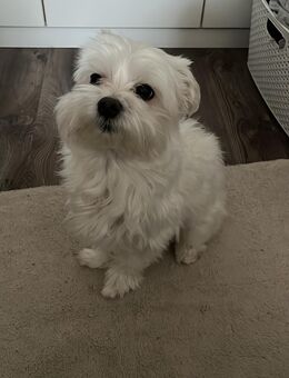 Marley sucht Erfahrenes Zuhause - Neunkirchen (Saarland)