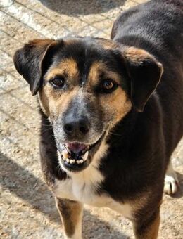 ROMEO sucht erfahrene Hundemenschen - Neuberg