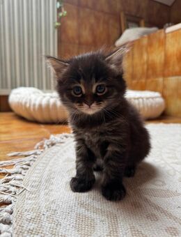 Vier Maine Coon Kitten suchen Dosenöffner - Dinkelscherben
