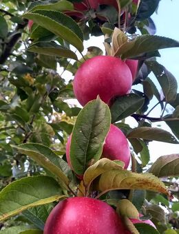 Äpfel zum selbst pflücken von Streuobstwiese - Burg (Spreewald)