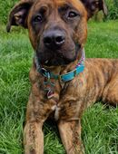 Hund sucht Körbchen in 68307