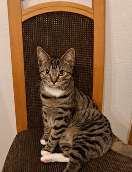Liebevolle getigerte Katze sucht ein neues Zuhause - Saterland