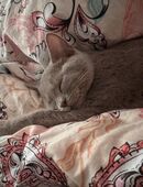 Kitten abzugeben Dreamteam in 22119