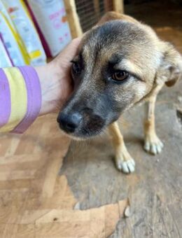 Suki - Kuschelmaus sucht Zuhaus - Duisburg