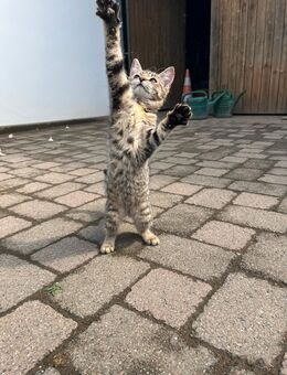 Katzenbaby in liebevolle Hände abzugeben - Kaarst