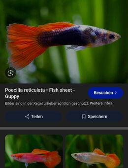 Guppys - Leipzig Nordwest