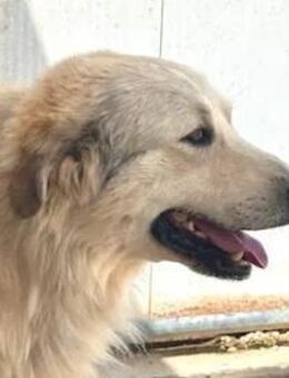 OMAR was für ein hübscher Kerl! - Regensburg