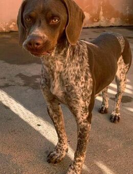 NIKA - gelehrig und aufmerksam - Sulzbach-Laufen