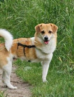 Noki- auf PS in 14513 Teltow - Nürnberg