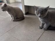 Bkh Katzen - Schortens