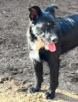 Kata, aufgeweckte Hundedame, ca. 1 Jahr - Vaterstetten