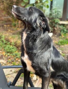 ROVER - ruhiger Junghund möchte Ankommen - Aerzen