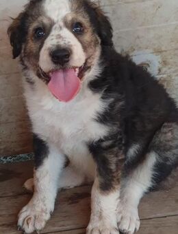 MANILA - Mädchen sucht Liebe - München