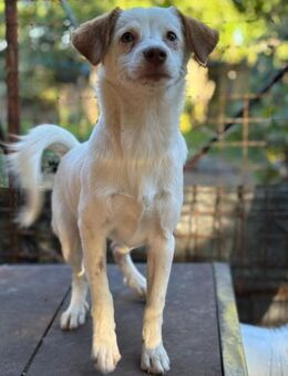 kleine Foxy, 4 Monate sucht Zuhause - Köln