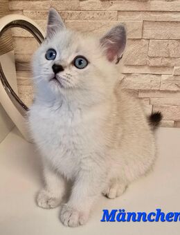 BKH Kitten Kätzchen Babykatze Männchen Weibchen - Lemgo