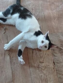 💛 Sanfter Kater Felix sucht dich! 💛 - Eislingen (Fils)