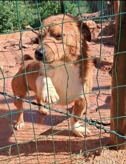 Junghund Pintor sucht Kleinhunde Fans - Gevelsberg