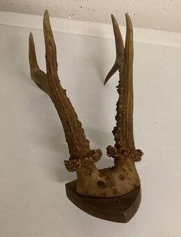 Rehgeweih - Radolfzell (Bodensee)