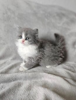 Bildschöne BKH/BLH Kitten Britisch Kurzhaar - Erfurt