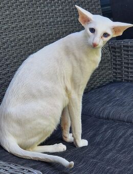 Zwei Erwachsene Siamesen - Berlin