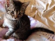Süßes BKH Katzenweibchen Kitten (reinrassig) zu verkaufen - Lichtenstein
