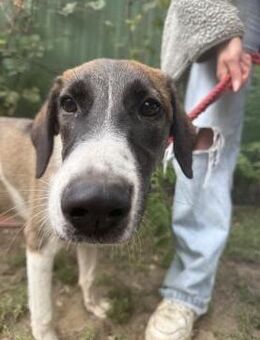 Hézöl - lustiges munteres Hundemädchen - Köln