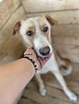 Balou, lieb und verspielt - Bonndorf (Schwarzwald)