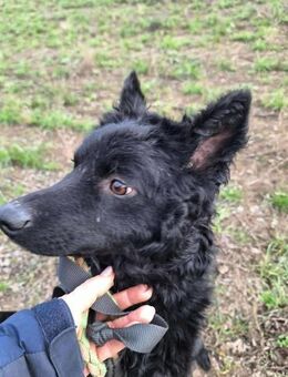 Aidan Mudi Mix sucht ein Zuhause - Berlin