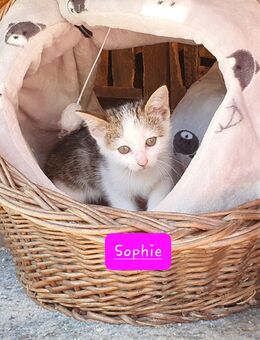 Kitten Katzenbabies BKH - Ingolstadt