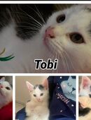 Babykatzen dürfen ausziehen :) in 39240