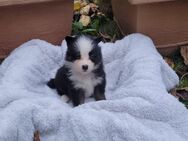 Sheltie / Mini Aussie geimpft entwurmt und gechipt - Mönchengladbach