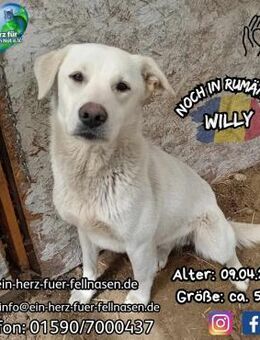 WILLY - Best Buddy mit einer Ziege - Waakirchen