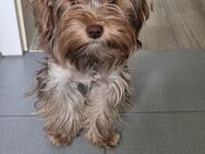 Yorschire Terrier Welpen - Eisenhüttenstadt Zentrum