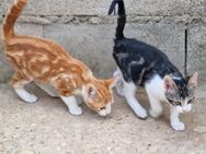 2 süße Kitten suchen ihr Für-Immer Zuhause - Berlin