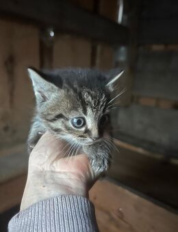 Kitten, weiblich - Rosenbach (Vogtland)