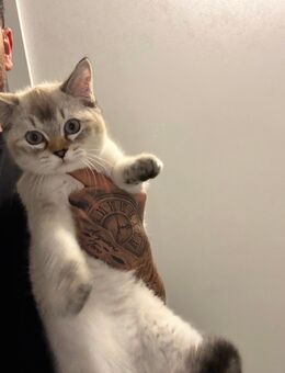 Wunderschöner Kater (Halb Siam, halb BKH) sucht ein liebevolles Zuhause - Velbert Zentrum