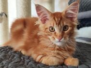 Wunderschöne Maine Coon Kitten - Mühlheim (Main)