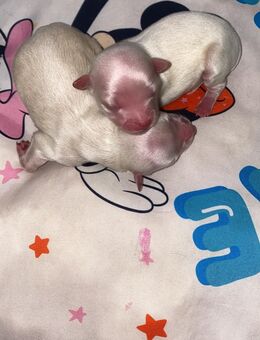 Chihuahua langhaar welpen - Mannheim